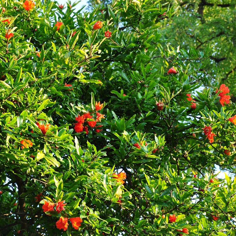 Parfianka Pomegranate, 1 Gallon Live Nursery Pot, Juicy Red Fruit| Arbor Day Foundation (Due to Agricultural Laws, Unavailable to CA, AZ, TX)