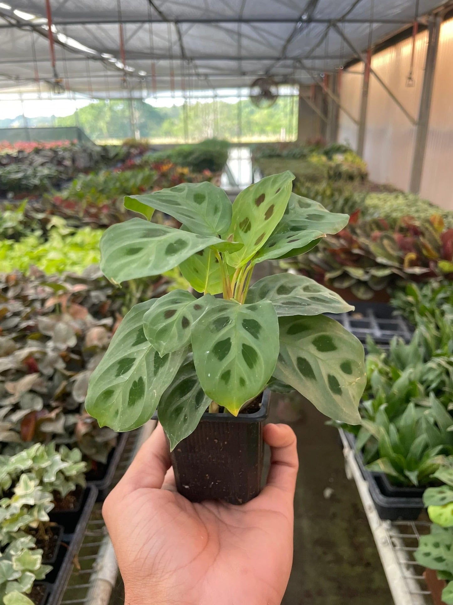 Maranta Leuconeura | Live Plant for Indoor & Outdoor | for Living Room, Office, Bathroom | (4" Pot)
