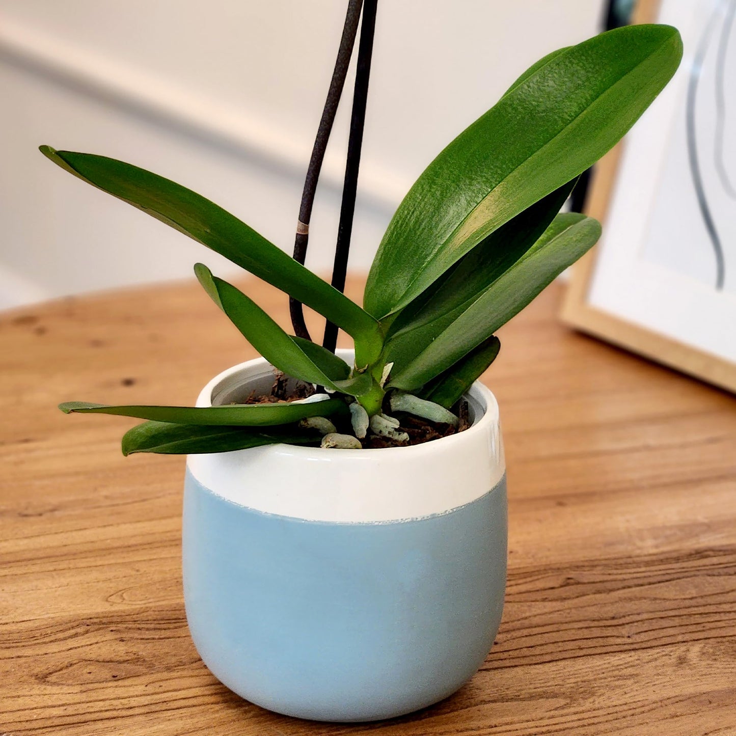 Large White Live Orchids Blooming in 5" Blue & White Orchid Pot, Pet Friendly Live Plant Gifts for Plant Lovers, Approx. 22"+ Tall, Real Houseplants, Phalaenopsis Moth Flowers by Plants for Pets