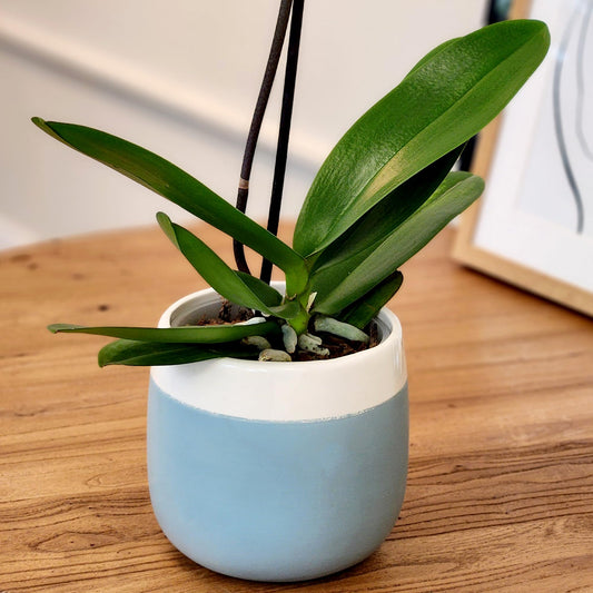 Premium Yellow Live Orchid Plant Blooming in 3.5" Blue & White Orchid Pot, Live Plants, Houseplant Gifts, Approx. 16" Tall, Pet Friendly Houseplants, Phalaenopsis Moth Flower by Plants for Pets