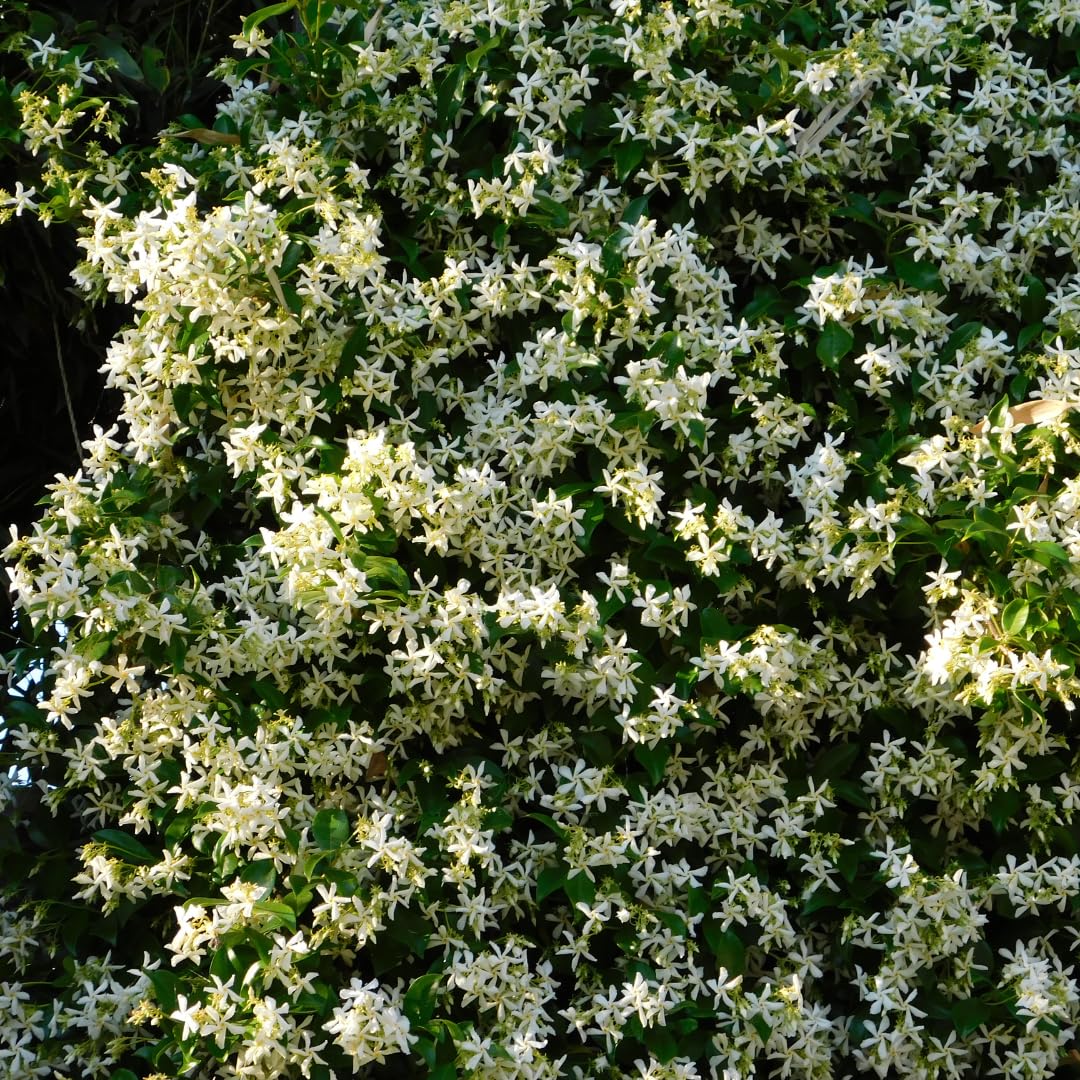 Live Star Jasmine Vine, Fragrant Flower Plant, 3 Inch Pot, Well Rooted for Indoor or Outdoor Growing