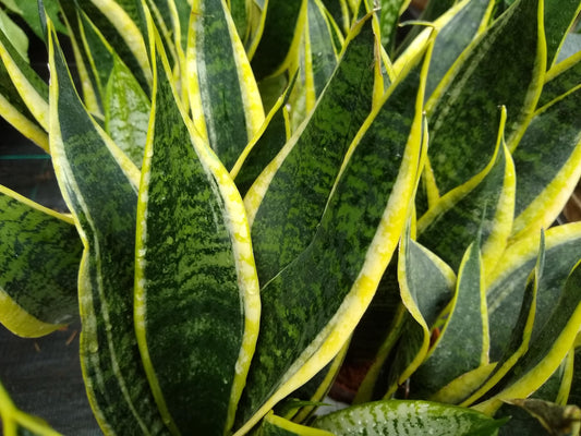 Futura Superba Snake Plant, Live Plant in 3" Grower Pot, Easy Care, Houseplant, Sansevieria, Mother in Low Tongue