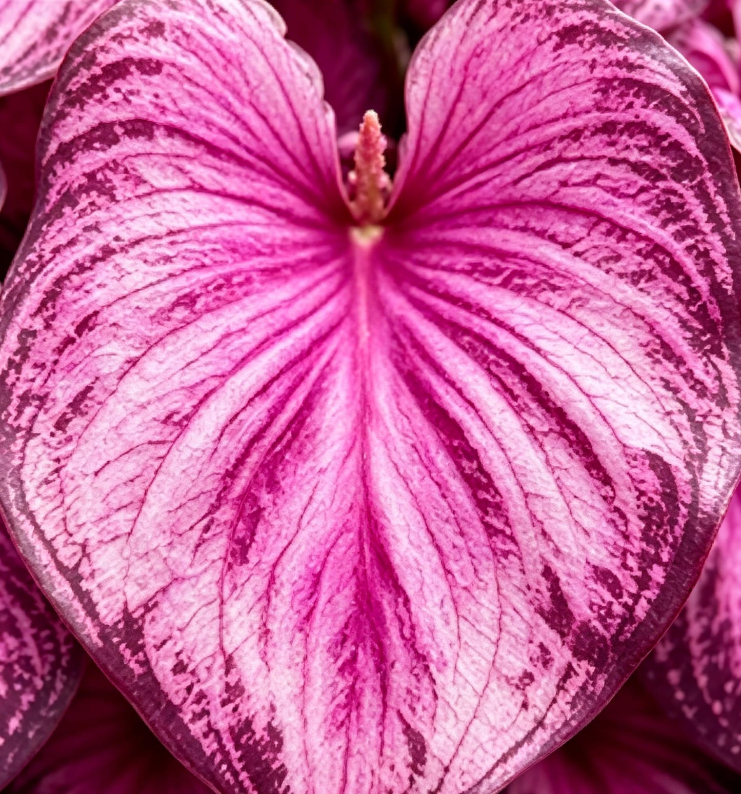 Caladium Seeds, Elephant Ear, 500+ Perennial Plant Seeds, Stunning Colorful Heart-Shaped Leaves - Fast Growing, for Pots, Planters, Gardens & Landscaping (Purple)