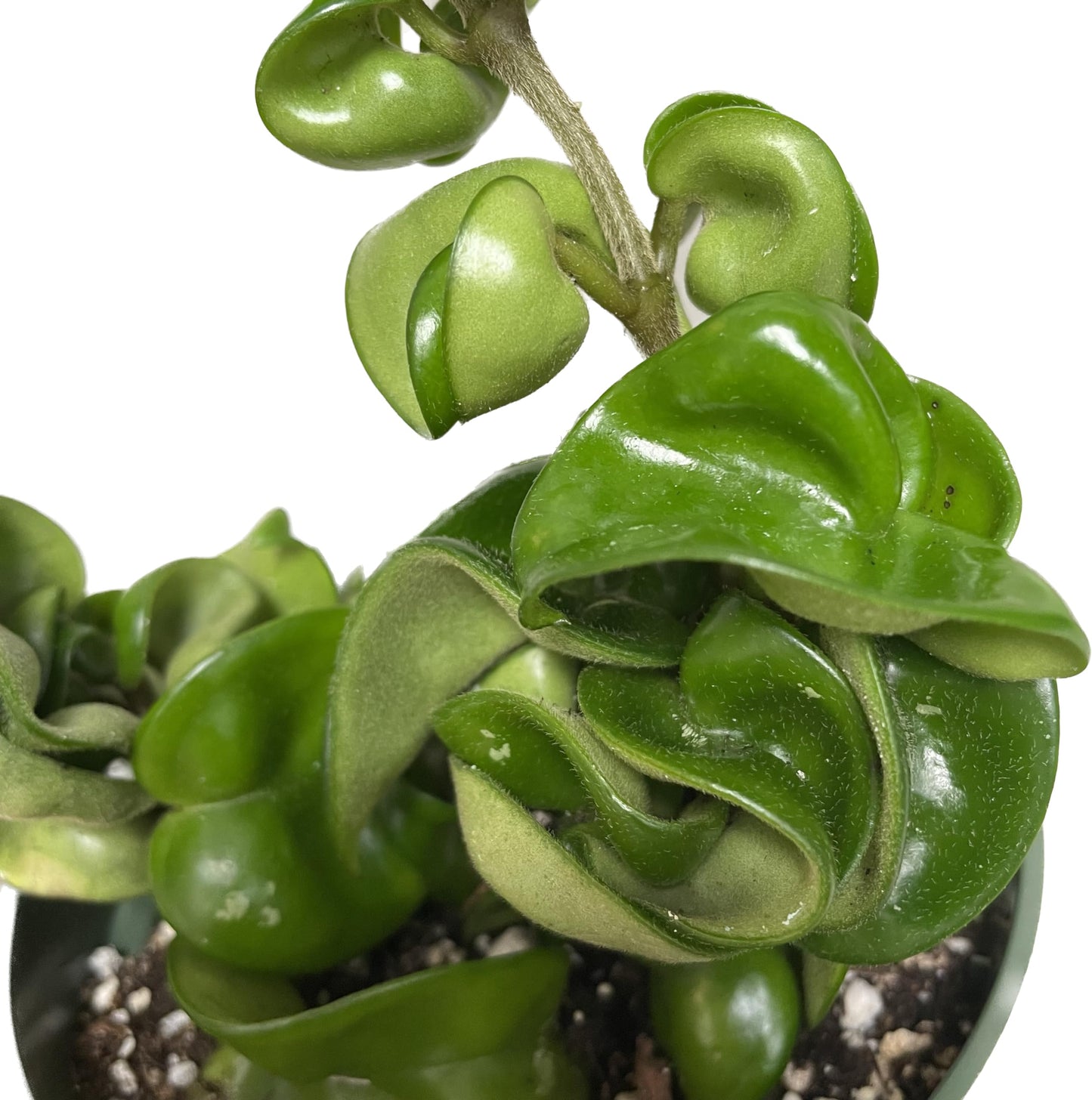 Hoya Compacta 2 Plants in a 4" Pot aka Hoya Hindu Rope Plant or Hoya Krinkle Kurl - Hoya Plant Live Houseplants - Live Hoya Plant - Hoya Compacta Live Plant - Air Purifying Plant - Pet Friendly Plant