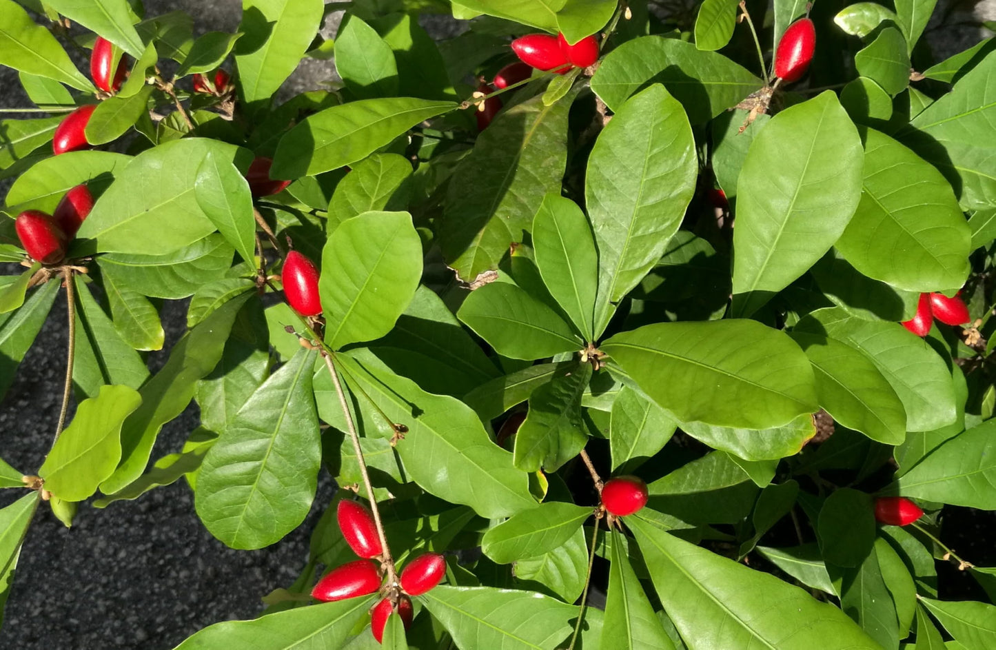 Miracle Fruit Plant Live – Synsepalum dulcificum – Taste-Changing Berry Plant – Sweetens Sour Foods Naturally – Tropical Edible Fruit Shrub – Live Starter Plant (No Pot) (2, Large)