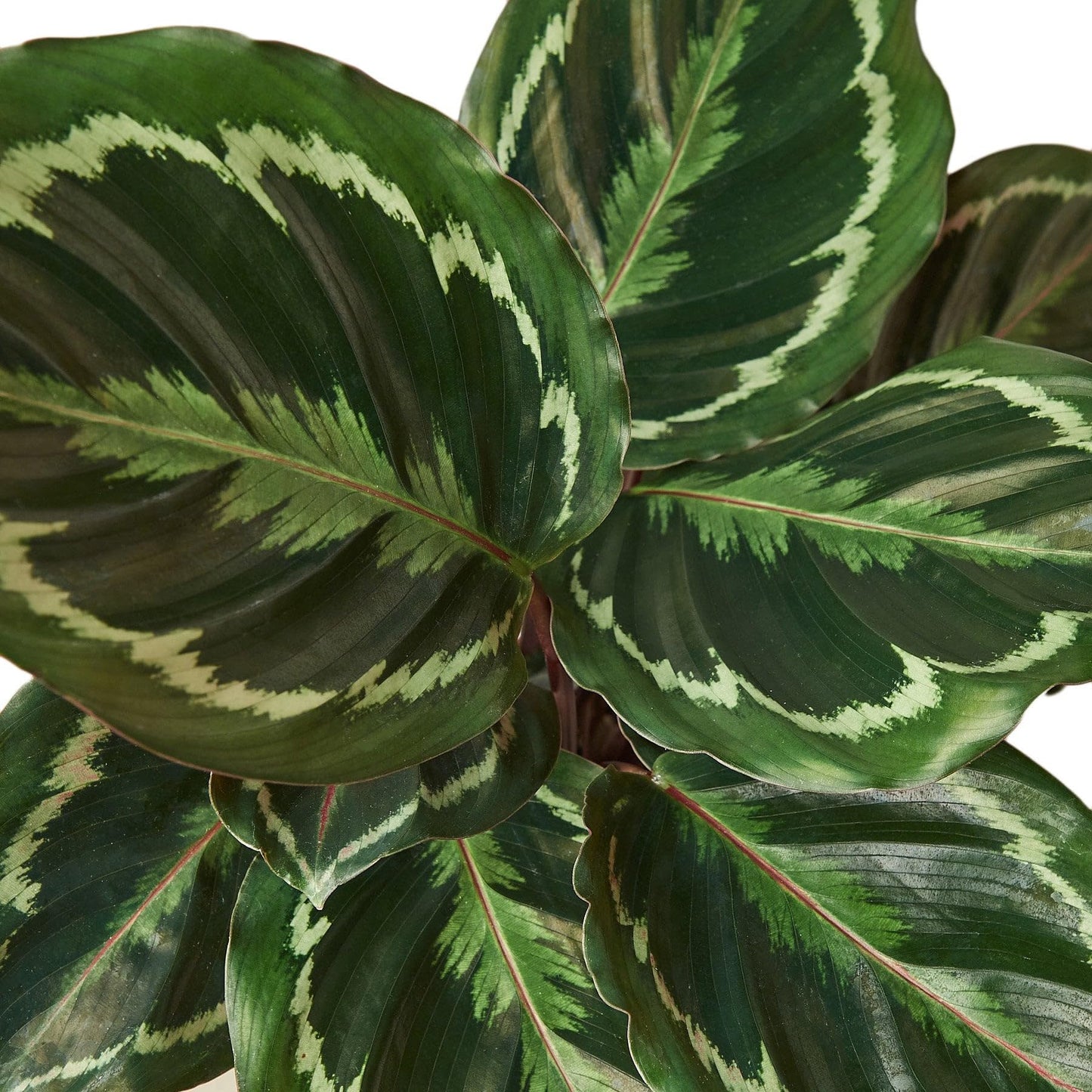 5 Pack Calathea Roseopicta 'Medallion' in 4in Pot - Live Plants Tropical Houseplants | Variegated | USA Growers | The Snobby Leaf