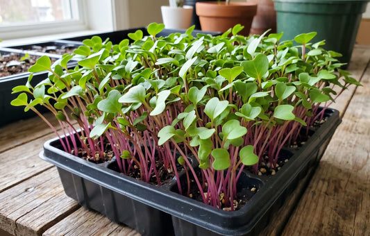 Microgreen Seeds for Planting, Choose Your Variant and Quantity (American Purple Top Rutabaga, 1000 Seeds)