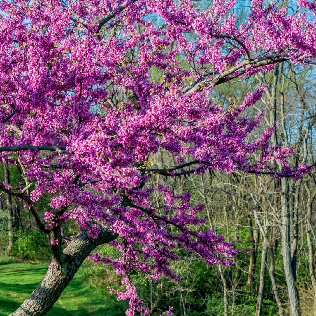 Live Eastern Redbud Tree for Planting, 12-18 Inch Tall in Quart Pot, Beautiful Ornamental Redbud for Home, Garden, Yard & Outdoor Landscaping, Low-Maintenance, Easy-Grow Starter Plant