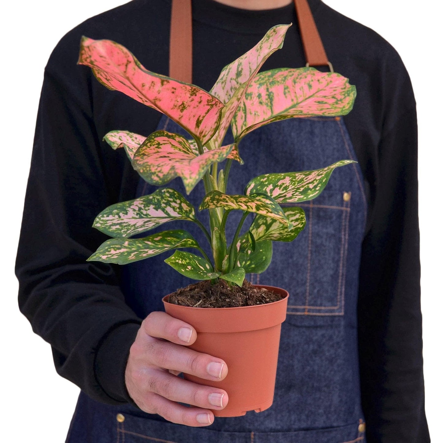 6 Pack Chinese Evergreen 'Lady Valentine' in 4in Pot - Live Plants Tropical Houseplants | Variegated | USA Growers | The Snobby Leaf