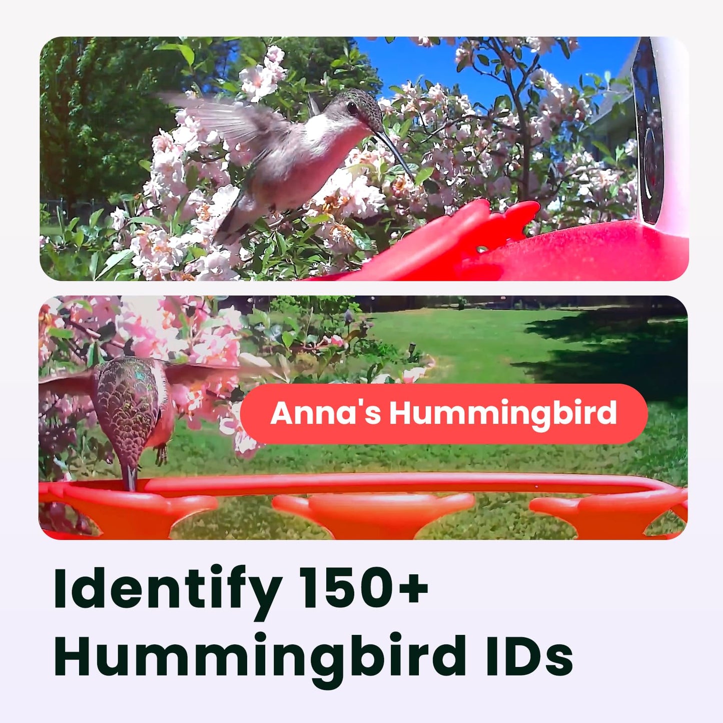 Birdfy Hummingbird Feeder with Dual Cameras AI Identify - 2K HD Smart Cameras, Close-Up Bird Video/Live Watching & Instant Notifications, Ant Moat & Leakproof - 20oz (Lifetime AI)