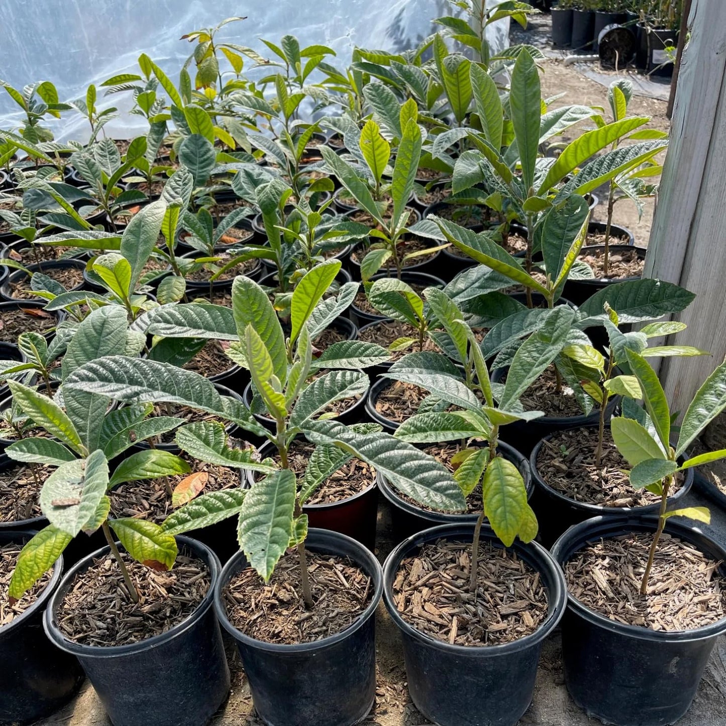 Loquat Tree Live Plant, Golden Loquat Plant Live, Cold Hardy Fruit Tropical Plant, Home Orchard Planting, 4 Inches Pot