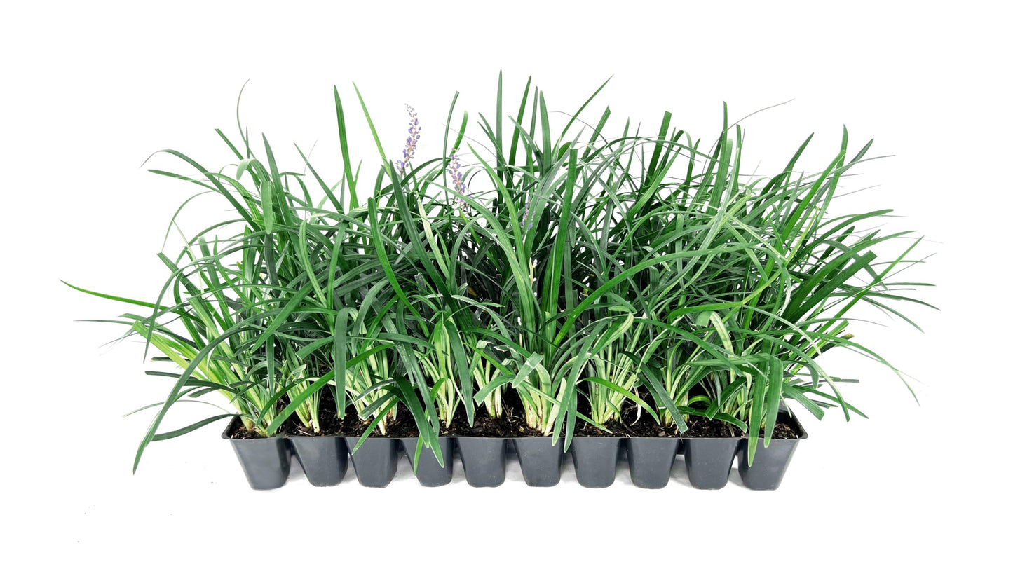 Super Blue | 20 Live Plants | Liriope Muscari | Ground Cover Plant, Ornamental Grass, Drought Tolerant, Low Maintenance, Evergreen Foliage, Purple Flower Spikes, Shade Garden Favorite, Easy to Grow