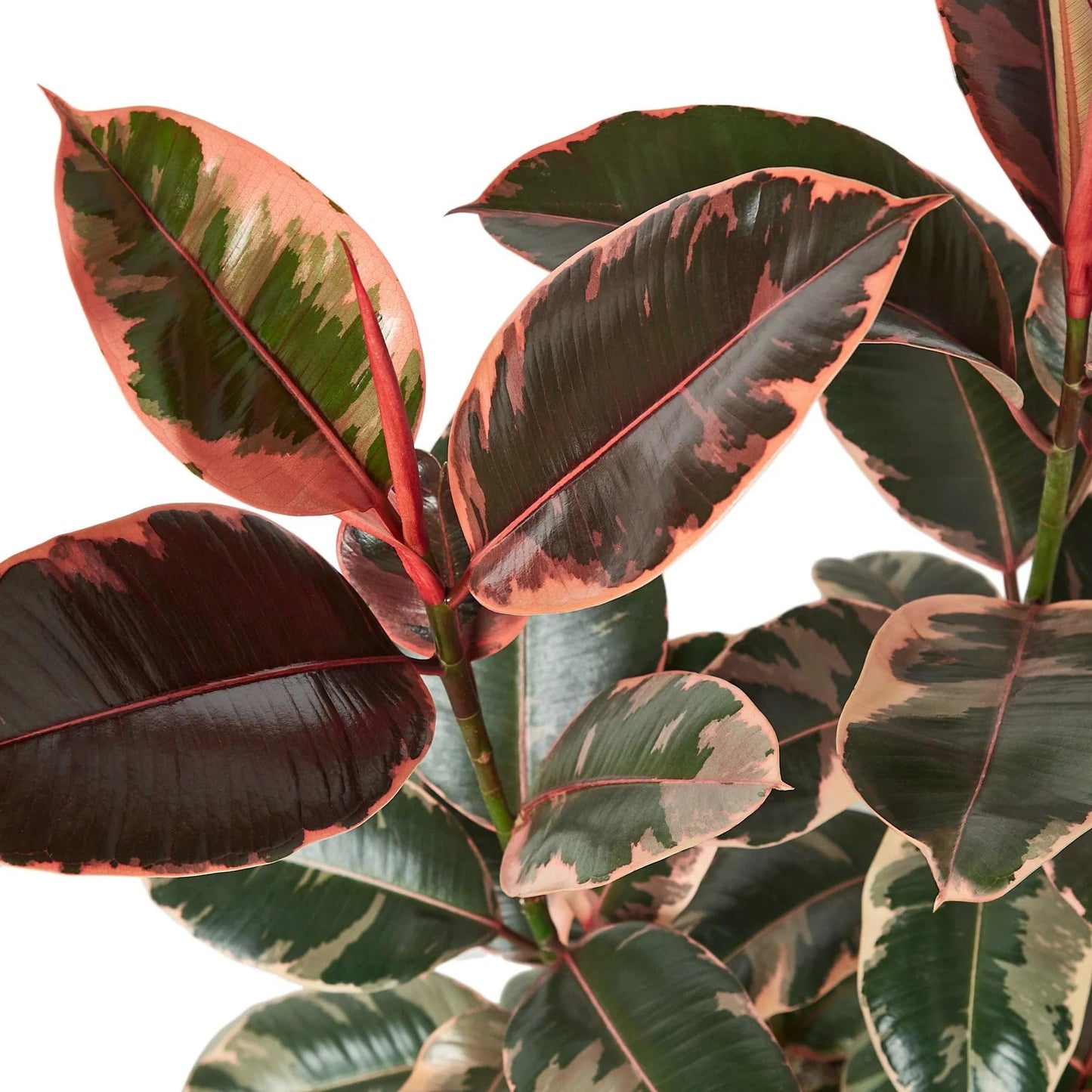 5 Pack Ficus Elastica 'Ruby Pink' in 4in Pot - Live Plants Tropical Houseplants | Variegated | USA Growers | The Snobby Leaf