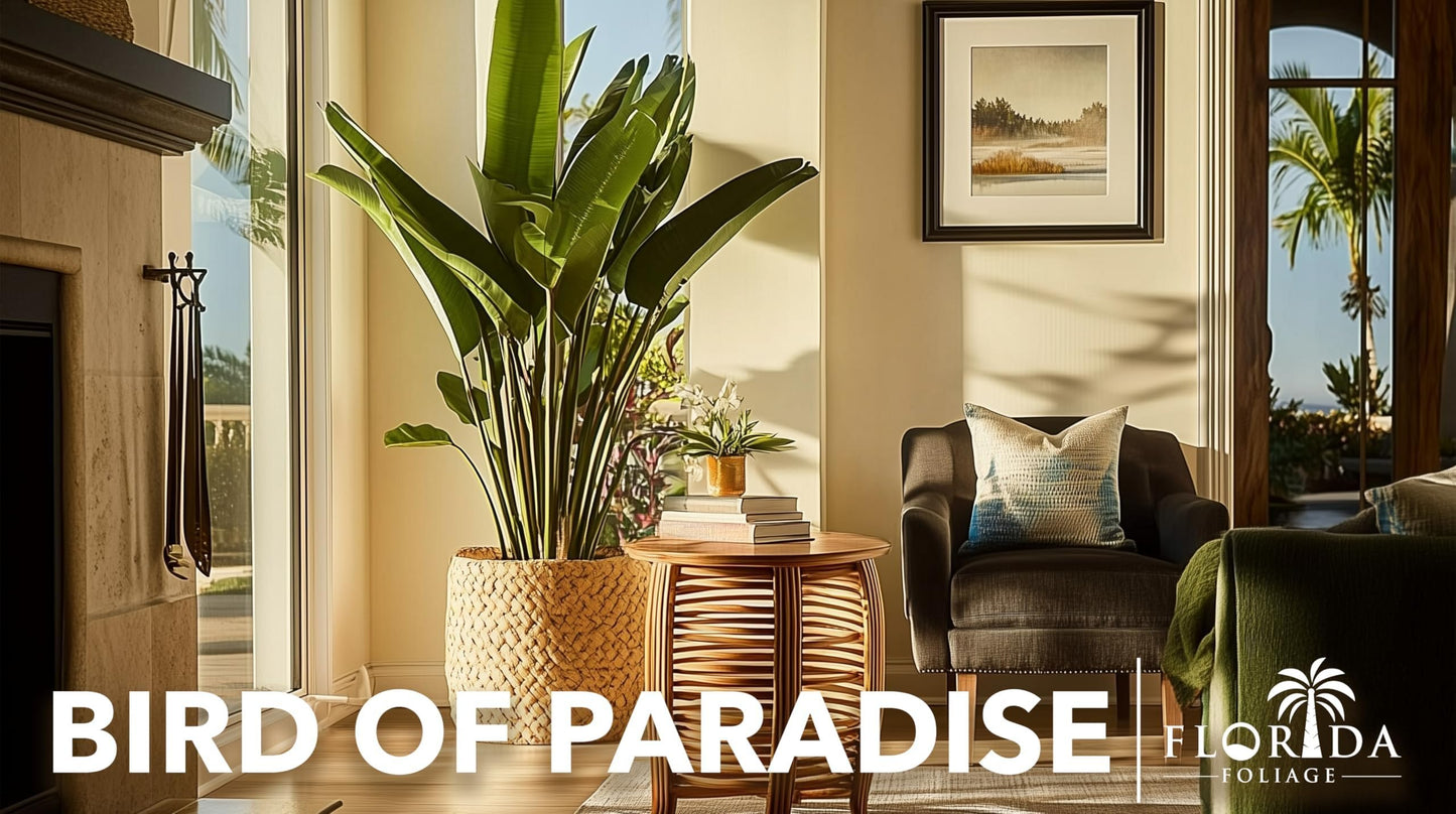 Orange Bird of Paradise | 3 Large Trade Gallon Size Pots | Strelitzia Reginae | Exotic Tropical Plants for Home and Garden | Lush Foliage Accent