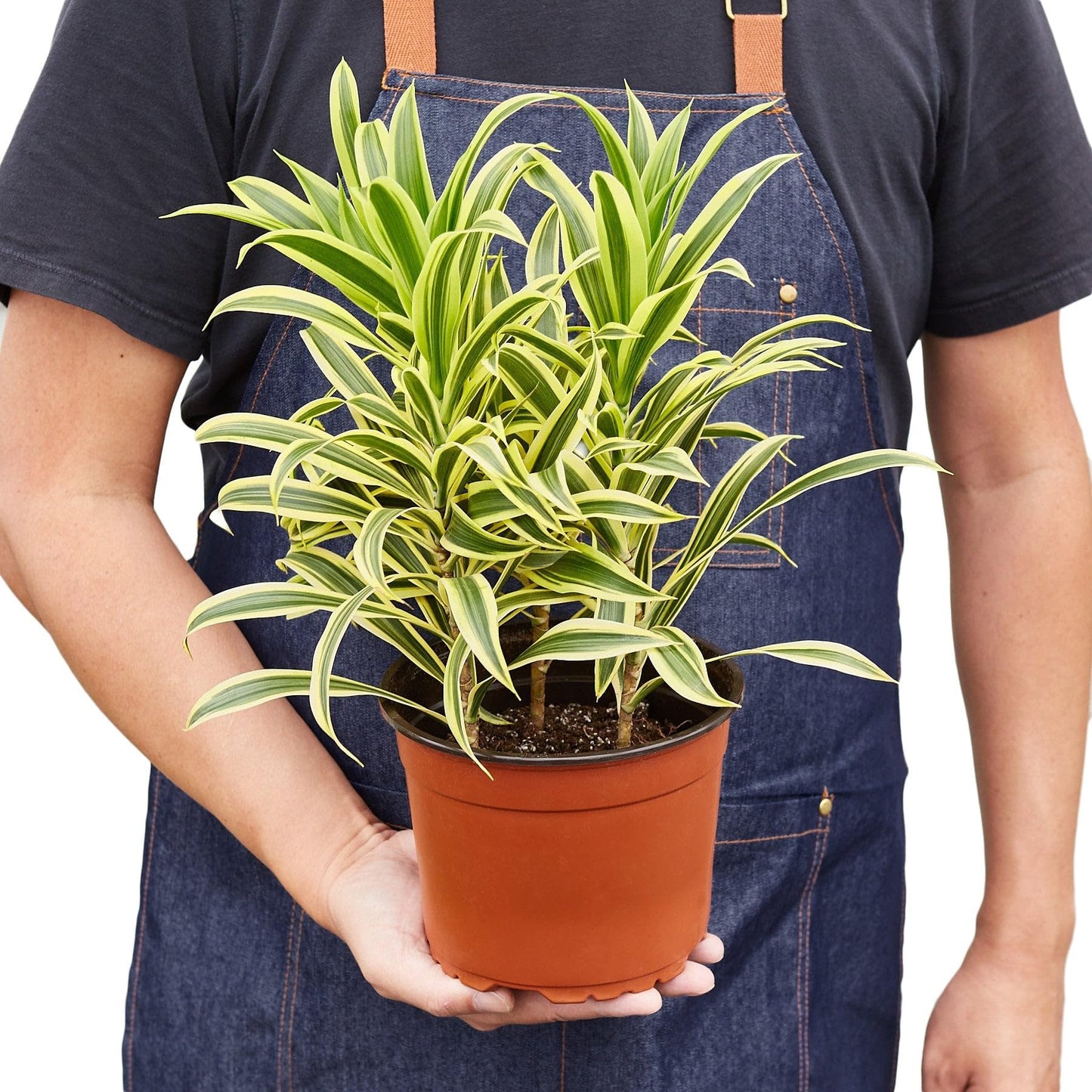 6 Pack Dracaena 'Song of India' in 6in Pot - Live Plants Tropical Houseplants | Variegated | USA Growers | The Snobby Leaf