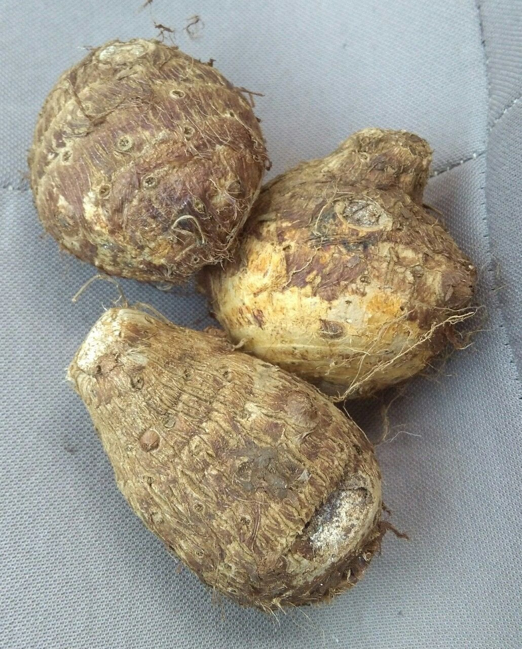 Lot of 3 Live Taro Eddo Bulbs Tubers Colocasia Esculenta Elephant Ears