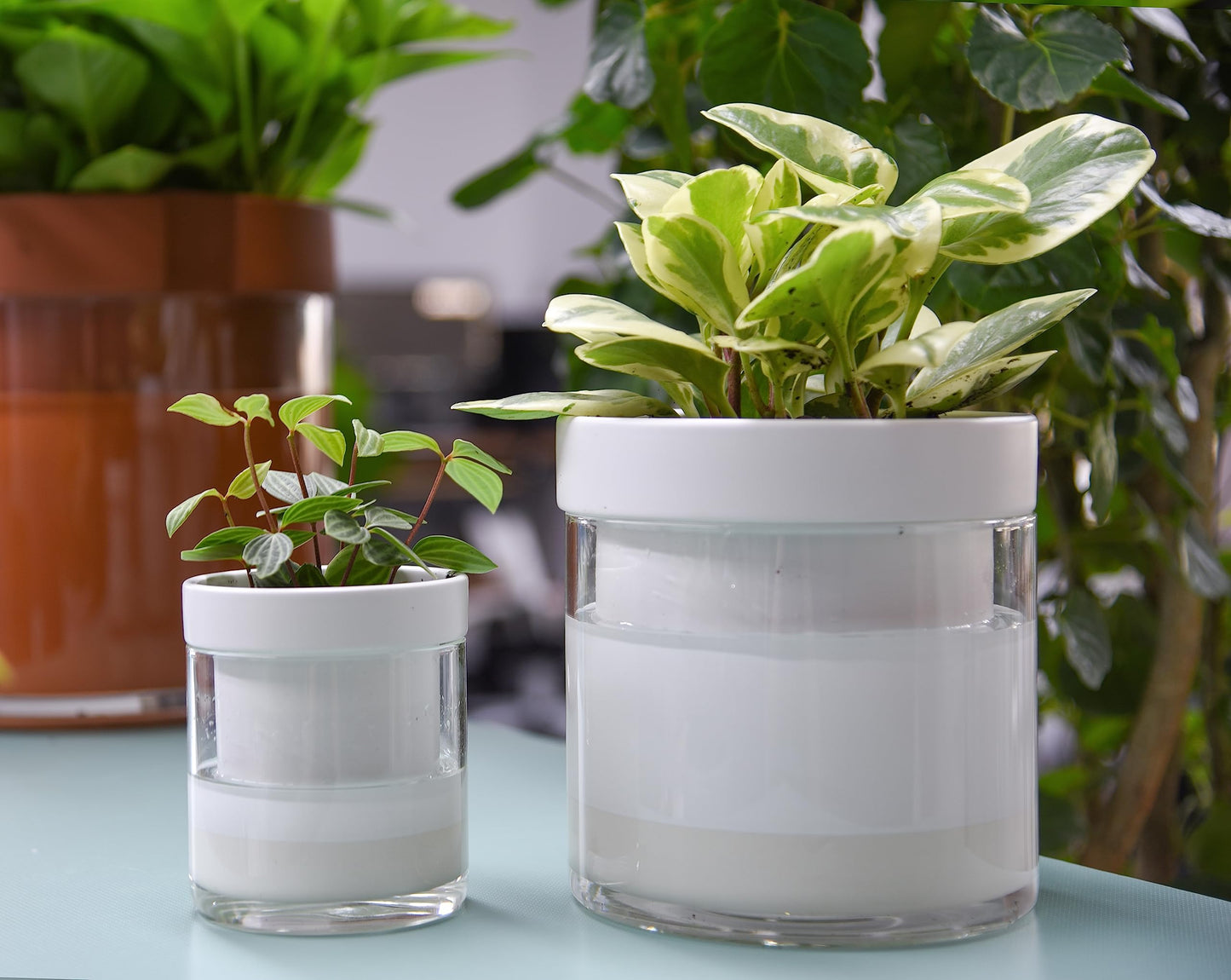 Phoenix Vine 6 Inch 4 Inch Self Watering Planter, White Terracotta Clay Pots with Glass Reservoir for Indoor Plants, Herbs, Flowers, 52-B-G-46