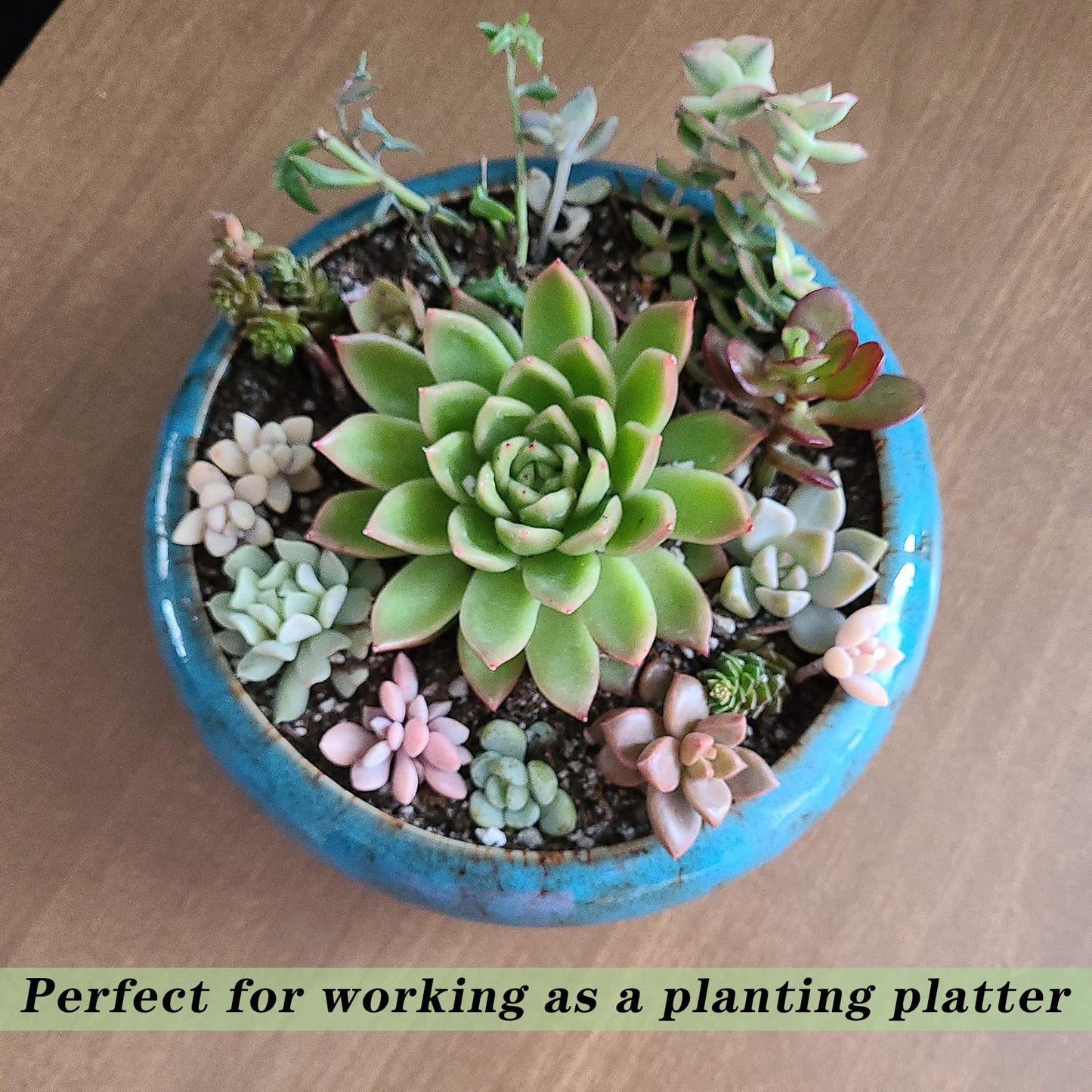 ARTKETTY Succulent Pots, 7.3 Inch Succulent Planters with Drainage Pack of 2, Shallow Bonsai Pot with Tray Ceramic Pots for Indoor Plants Large Cactus Flower Plant Bowl