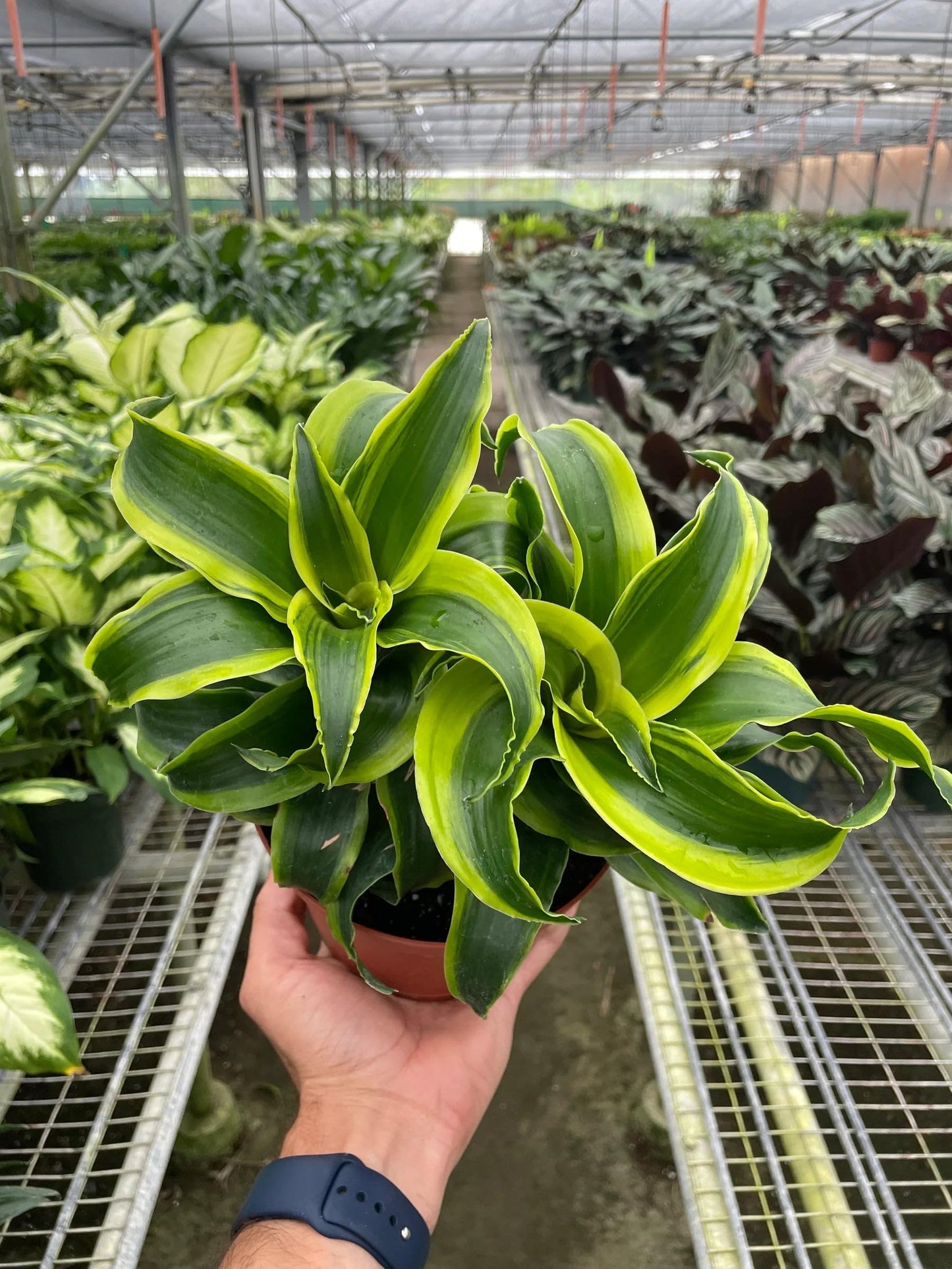 Dracaena 'Tornado' in 4in Pot - Live Plants Tropical Houseplants | Variegated | USA Growers | The Snobby Leaf