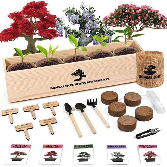 Sproutix Indoor Bonsai Garden Starter Kit, 5 Seeds Growing into Red Maple, Wisteria, Black Pine, Judas Tree, Acacia, Including Complete Gardening Planters & A Planter Box for Women