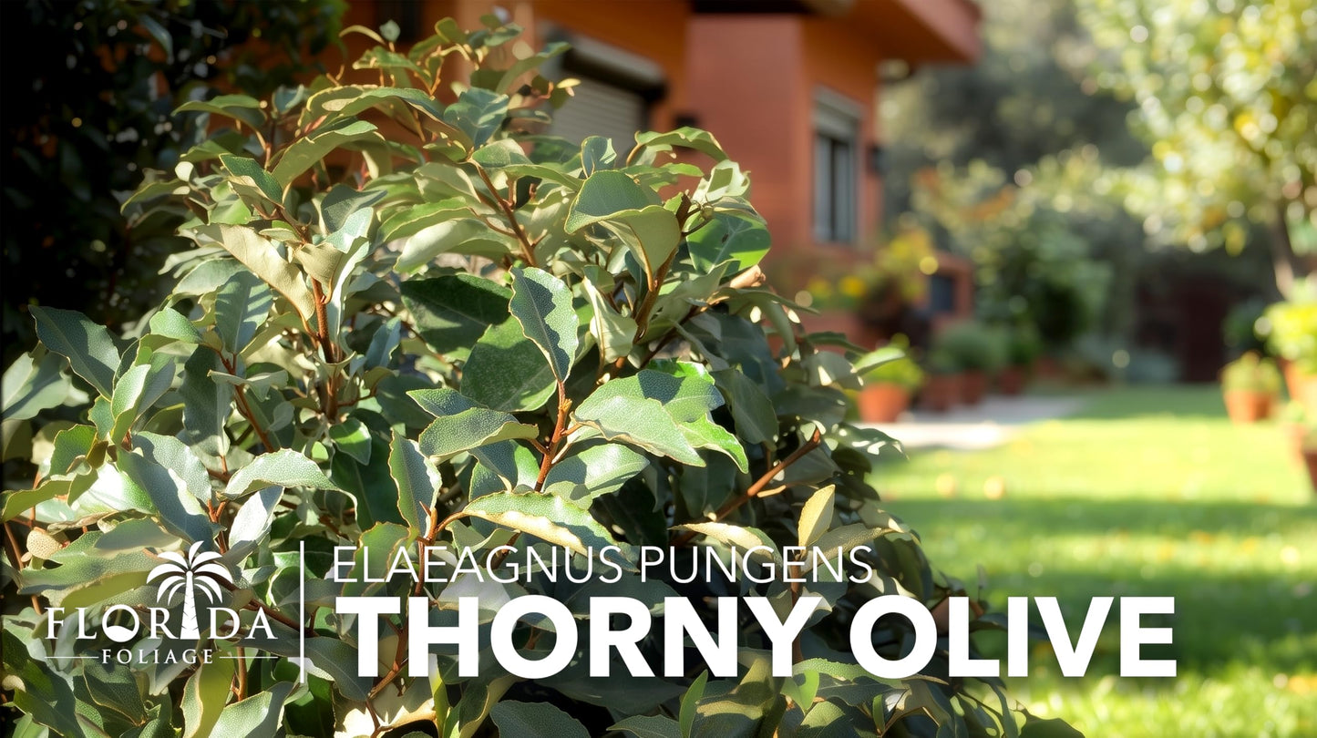 Elaeagnus Pungens I 30 Live Plants I Thorny Olive I Hardy Evergreen Shrub with Fragrant Blooms, Perfect for Hedges, Screening & Ornamental Garden Display