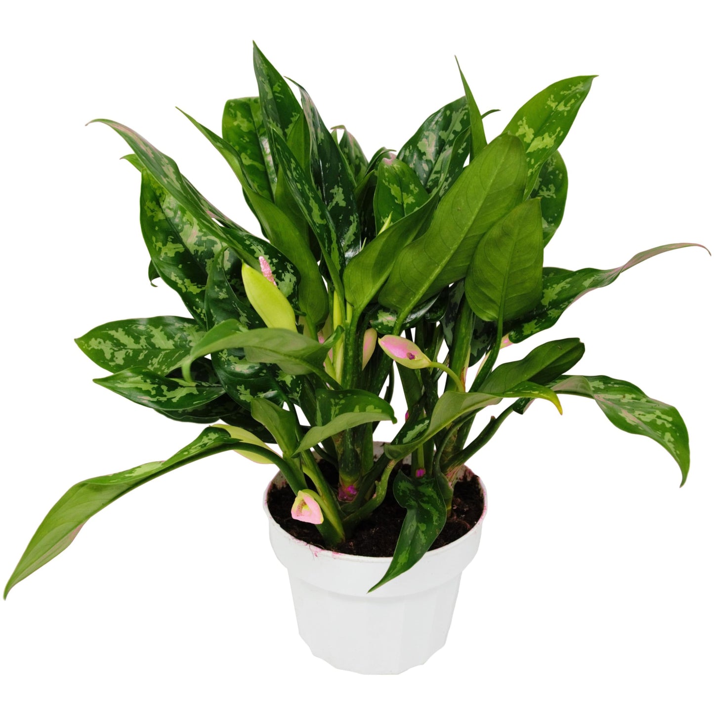 9 Pack Chinese Evergreen 'Maria' in 6in Pot - Live Tropical Houseplant - Easy to Grow | Air Purifying | Variegated | USA Growers | The Snobby Leaf