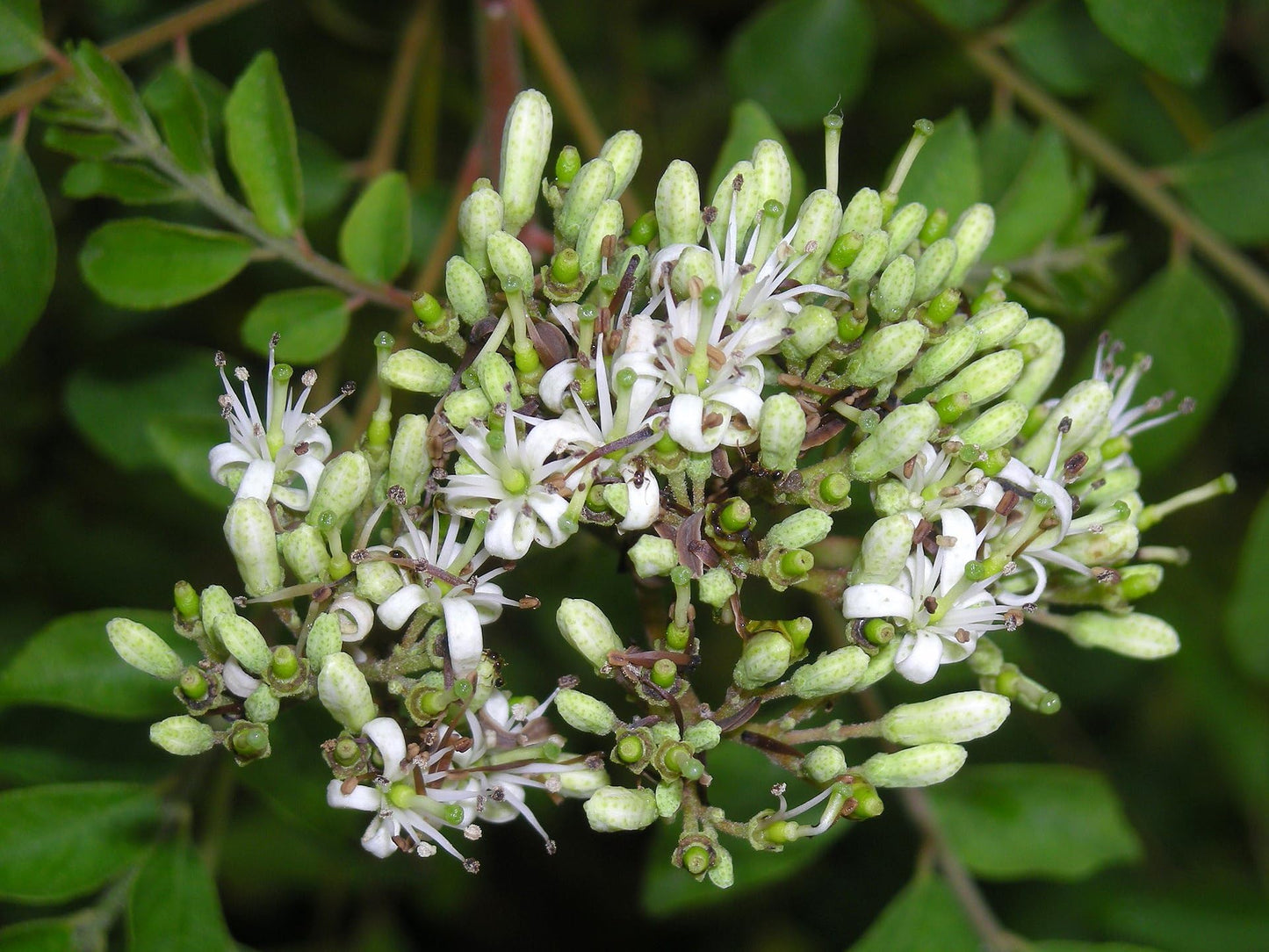 Curry Leaf Plant. Live Plant. Fragrant, Beautiful, Edible. Easy Grow. Indian Cooking Must Have. Murraya Koenigii. (2 Cups)