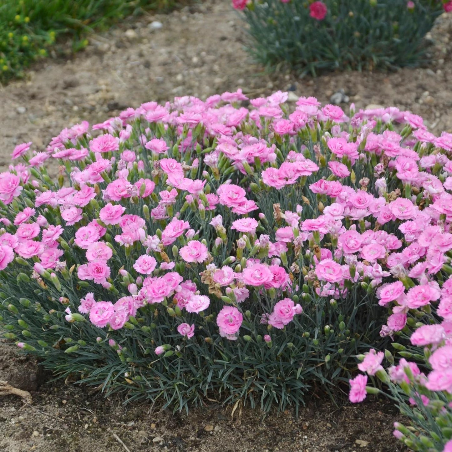 Votaniki Dianthus ‘Sweetie Pie’ (Pink) 3 Inch Root Young Plant - Gorgeous Pink Blooms, Hardy and Fragrant Perennial for Gardeners | Ideal for Borders, Containers, and Cut Flowers (1 Pack)