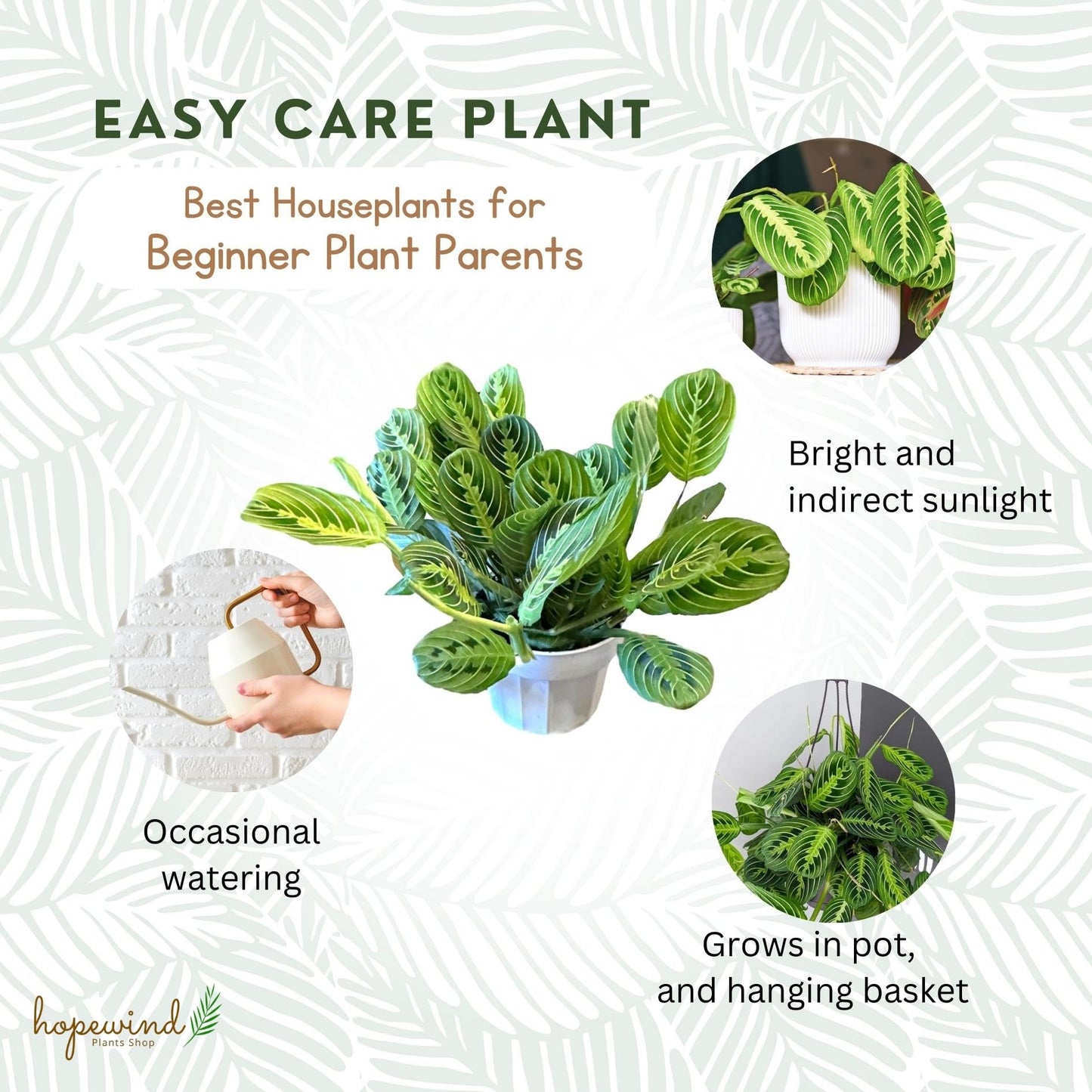 Live Plant, Lemon Lime Maranta Prayer Plant, Pet Friendly, Air Purifying Plant, Easy Care, Easy to Grow Live Indoor Plant, Houseplant, Rare Indoor Plant, Home Décor Pot (Jute Brown Assorted)