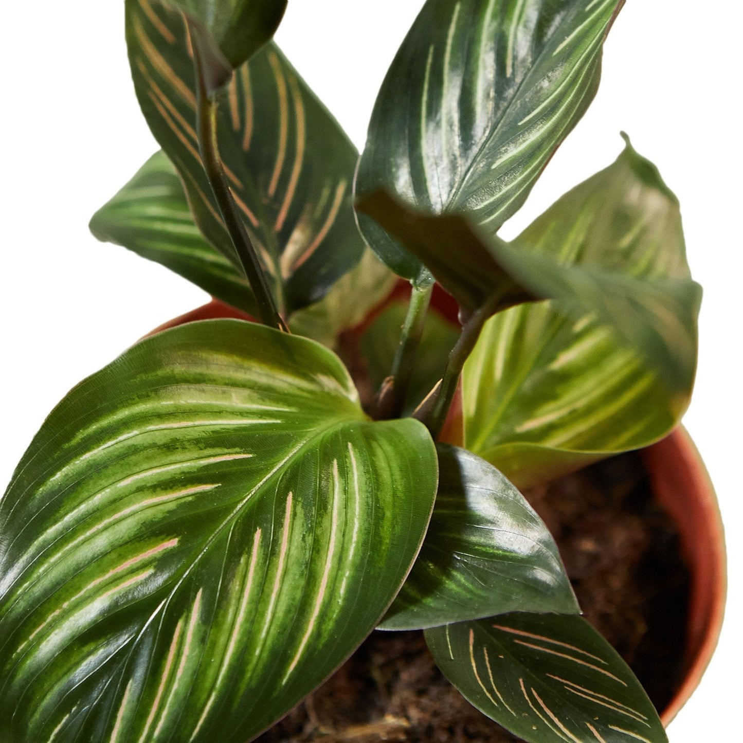 5 Pack Calathea 'Beauty Star' in 4in Pot - Live Plants Tropical Houseplants | Variegated | USA Growers | The Snobby Leaf