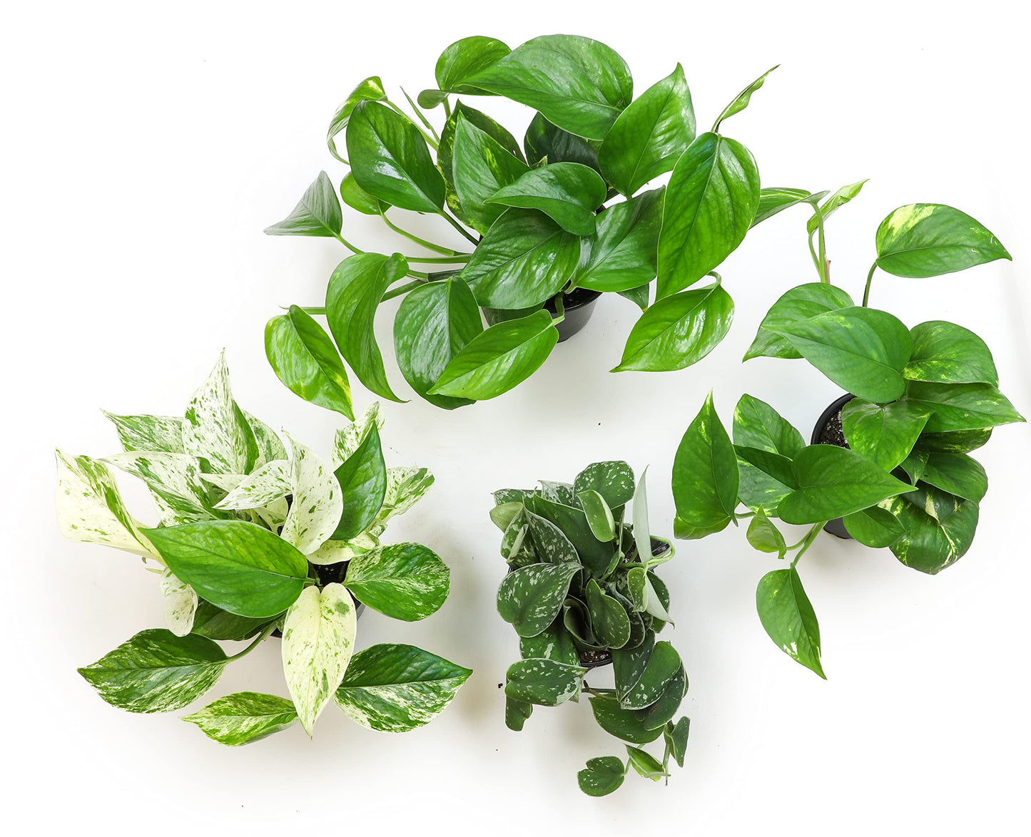 Altman Plants Live Pothos Plants (4PK) and Easy to Grow Houseplants (Pack of 6) Indoor Plants in Containers