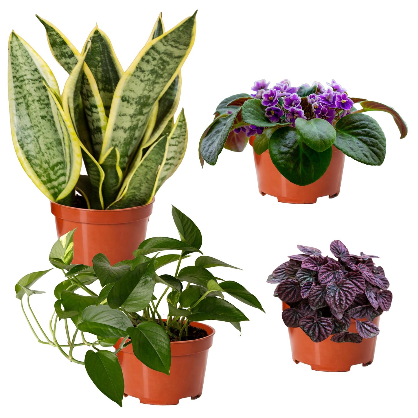 Easy to Grow Houseplants Mix Pack of 2 Full Size Potted Plants - Established & Rooted in 4" Quart Pots, Growers Assorted Mix of Air-Purifying Large Plants (Not Starter Plugs)