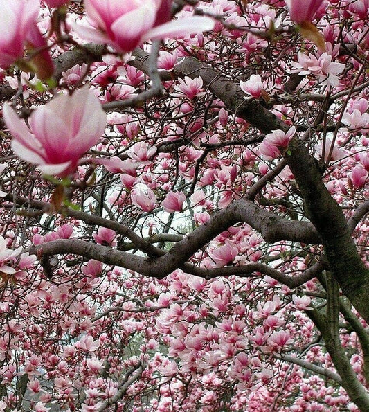 Ann Magnolia Tree/Shrub - 6-12" Tall Seedling - Live Plant/Bush - 2.5" Pot