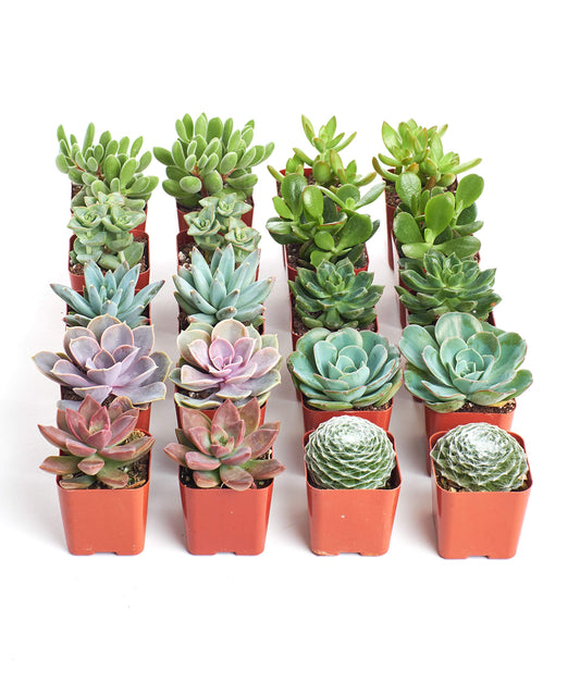 Shop Succulents Assorted Succulent Plant Pack Collection - Live Mini Succulent Plants, Low Maintenance, Mixture of Colors & Textures - Wedding and Party Favors, Gift & Garden, Pack of 20