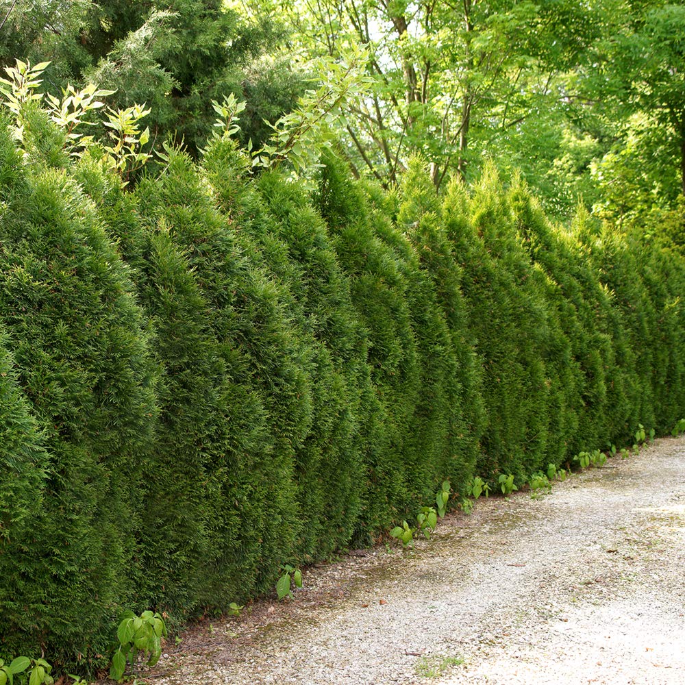 Perfect Plants Thuja Green Giant Live Plant, in 3 Gal. Grower's Pot, Includes Care Guide