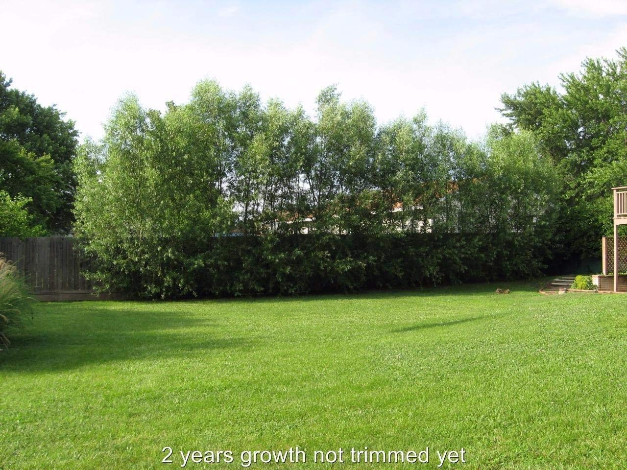 24 Fast Growing Trees - Hybrid Willow Tree Cuttings to Grow for Privacy or Shade - Guaranteed to Grow