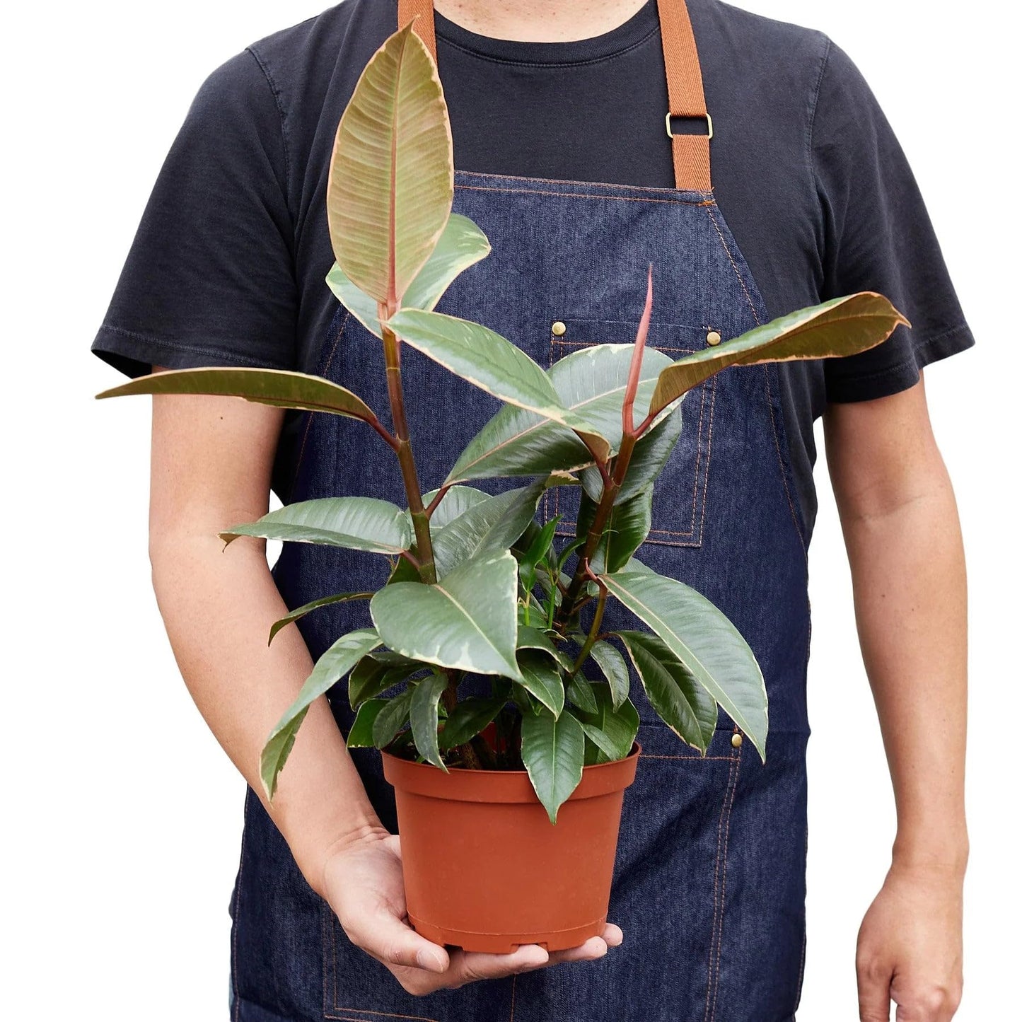 5 Pack Ficus Elastica 'Tineke' in 6in Pot - Live Plants Tropical Houseplants | Variegated | USA Growers | The Snobby Leaf
