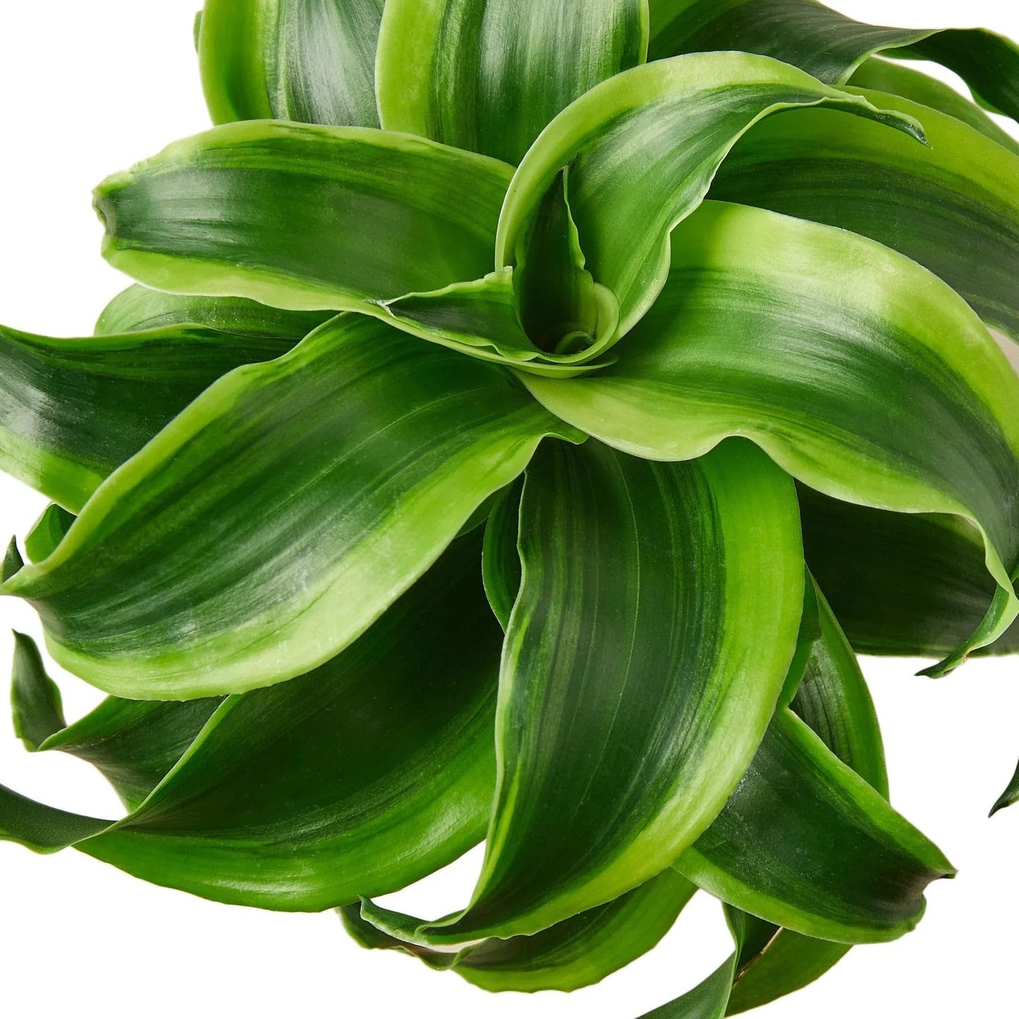 4 Pack Dracaena 'Tornado' in 6in Pot - Live Plants Tropical Houseplants | Variegated | USA Growers | The Snobby Leaf