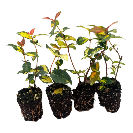 ragnaroc Jasmine Summer 2-6" (Jasminum officinale) 4ct - Live Plant for Indoor Outdoor Use, Garden & Landscaping - Live Arrival Guaranteed