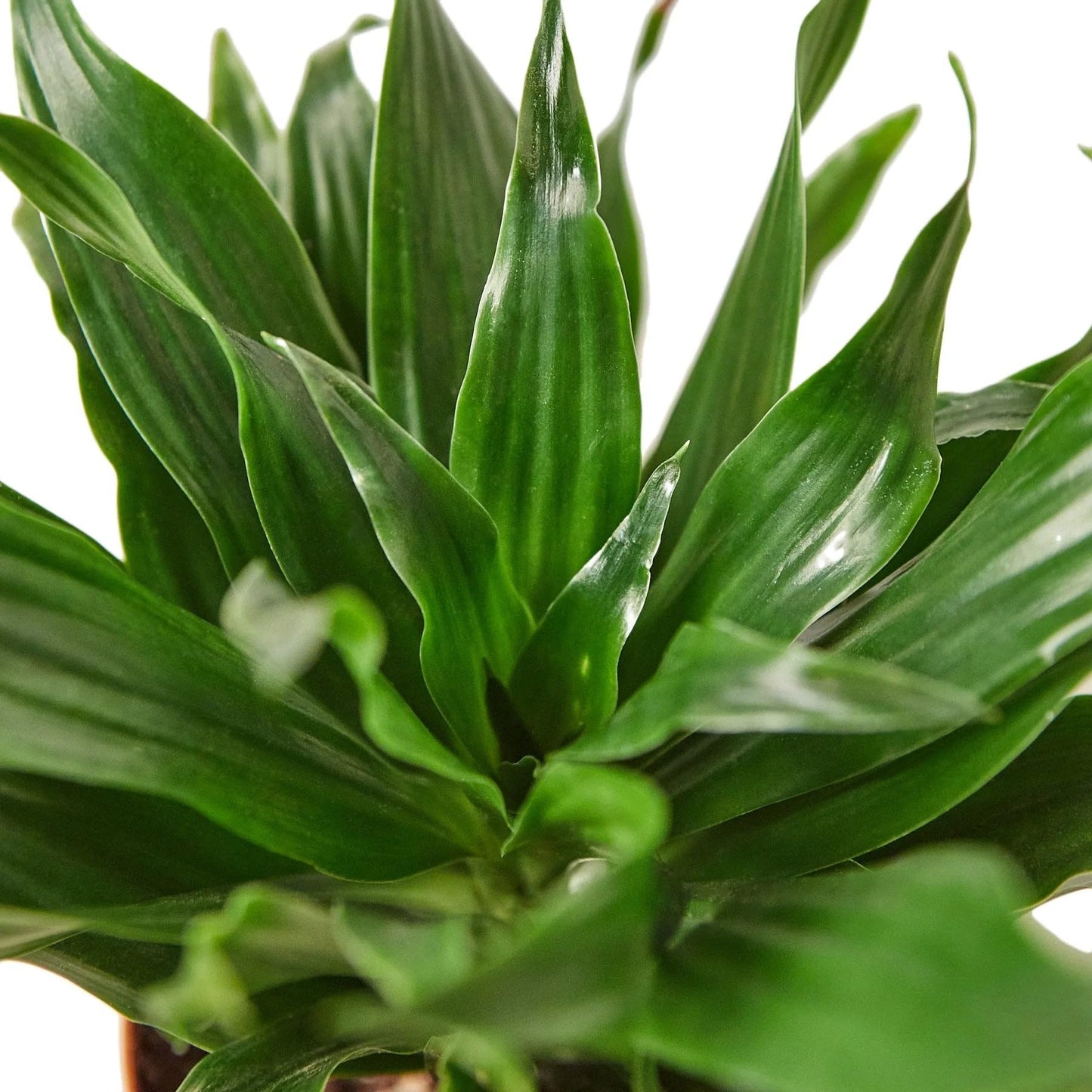 Dracaena 'Janet Craig' | Live Plant for Indoor & Outdoor | for Living Room, Office, Bathroom | (6" Pot)