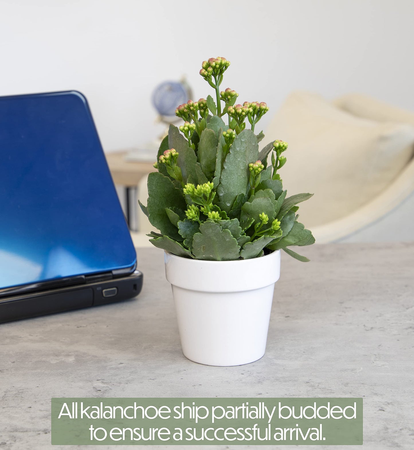 Kalanchoe Plant Succulents Plants Live Houseplants in White Planter, Live Succulents Live House Plants, Succulent Plants Live Plants Indoor Plants, Live Succulent Plant Lover Gifts by Plants for Pets