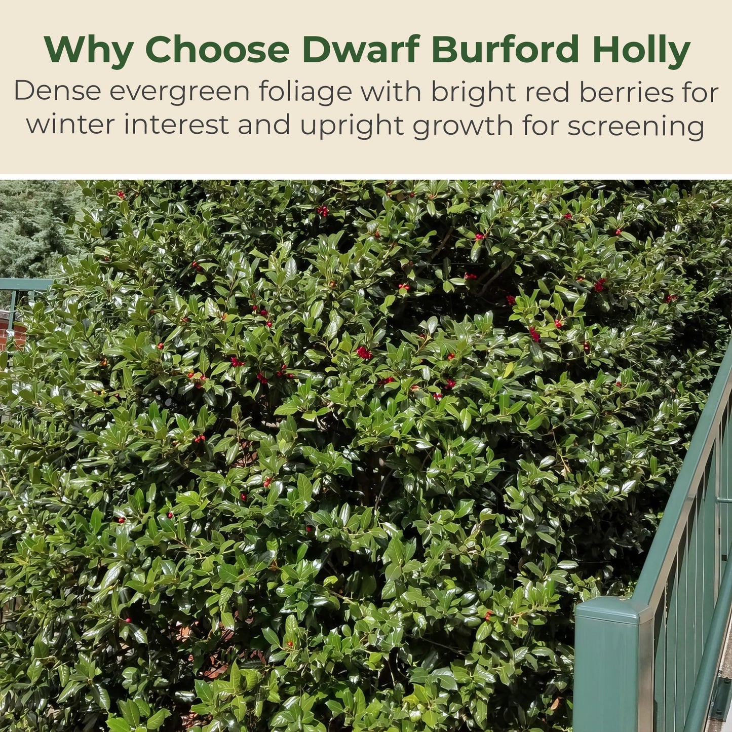 Holly Dwarf Burford Shrub – Compact Upright Evergreen Holly w/Small Showy White Flowers & Bright Red Berries for Formal Hedges & More - Grows Up to 10 ft in 1 Gal Grower Pot, USDA Zones 7–9, 1-Pack