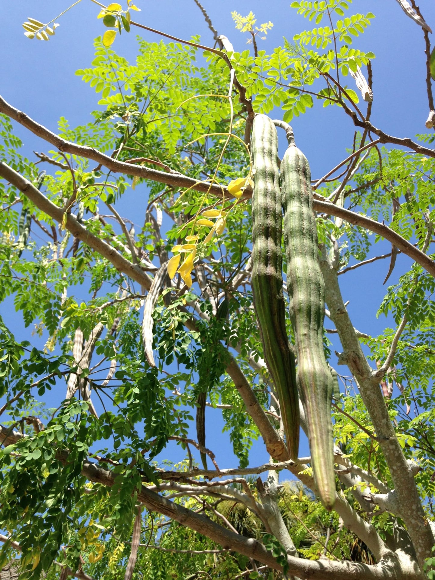 Moringa Tree Seedling Live Moringa Plant with Moringa Seeds Malunggay Sahijan Drumstick Tree Moringa Oleifera