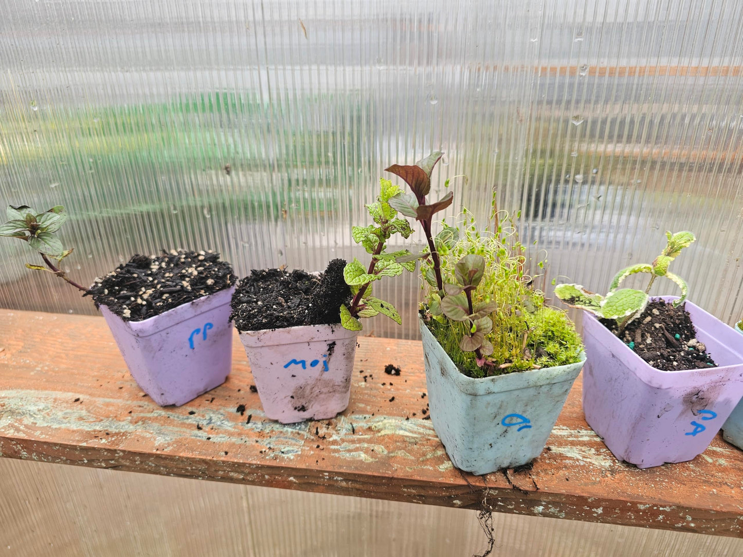 8 Pack Mint Live Mint Plants 1 Each Strawberry, Apple, Chocolate, Orange, Peppermint, Spearmint, Pineapple,Mojito Mints in 3" pots Herbs Smells Amazing Message IF You Want Custom Pack