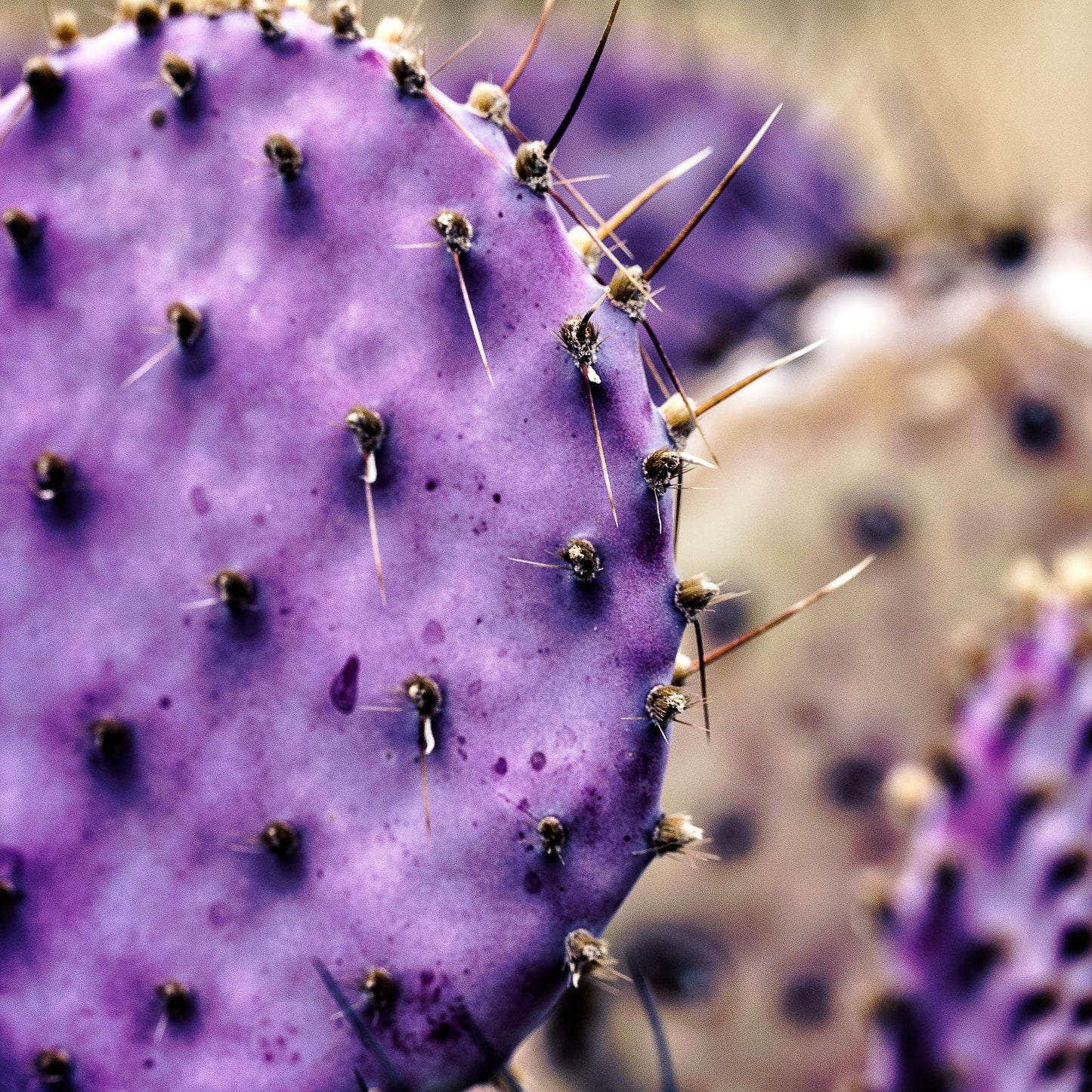 8 Months Old Purple Prickly Pear Cactus Plants Live Potted, 4-6 Inch Tall, Prickly Cactus Live Plant Indoor Outdoor Planting, Hardy Succulent for Home or Garden