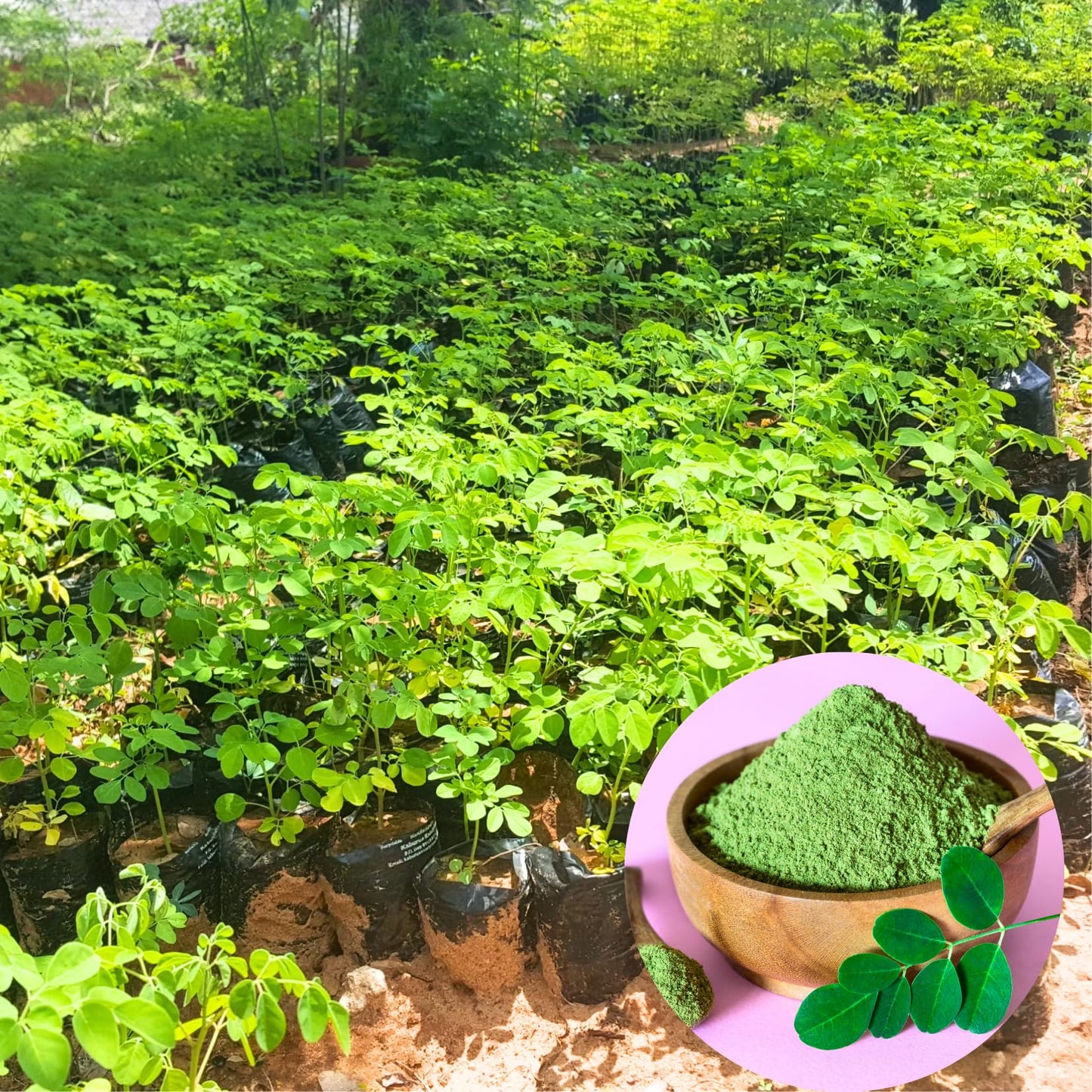 Dwarf Moringa Malunggay Trees Live Plants Well-Rooted, 6-10" Drumstick Horseradish Tree in 4" Pot, Moringa Oleifera for Gardening
