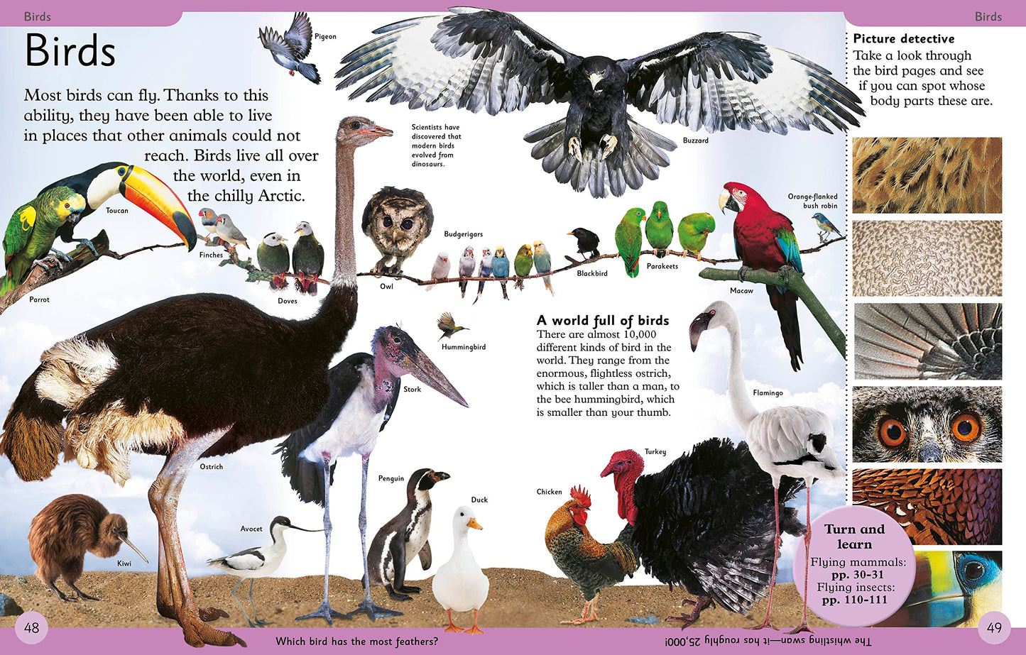 First Animal Encyclopedia: A First Reference Guide to the Animals of the World (DK First Reference)