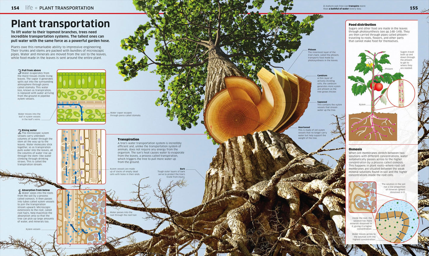 Science!, 2nd Edition (DK Knowledge Encyclopedias)