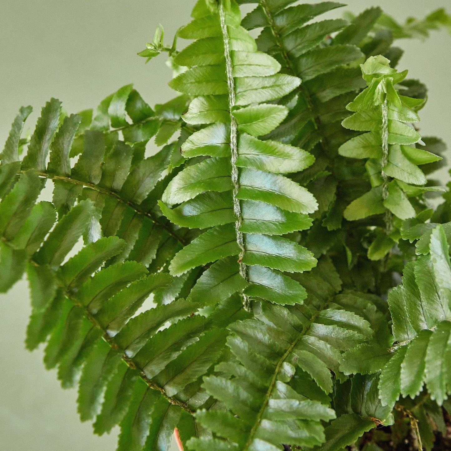 Jester's Crown Fern | Live Plant for Indoor & Outdoor | for Living Room, Office, Bathroom | (4" Pot)