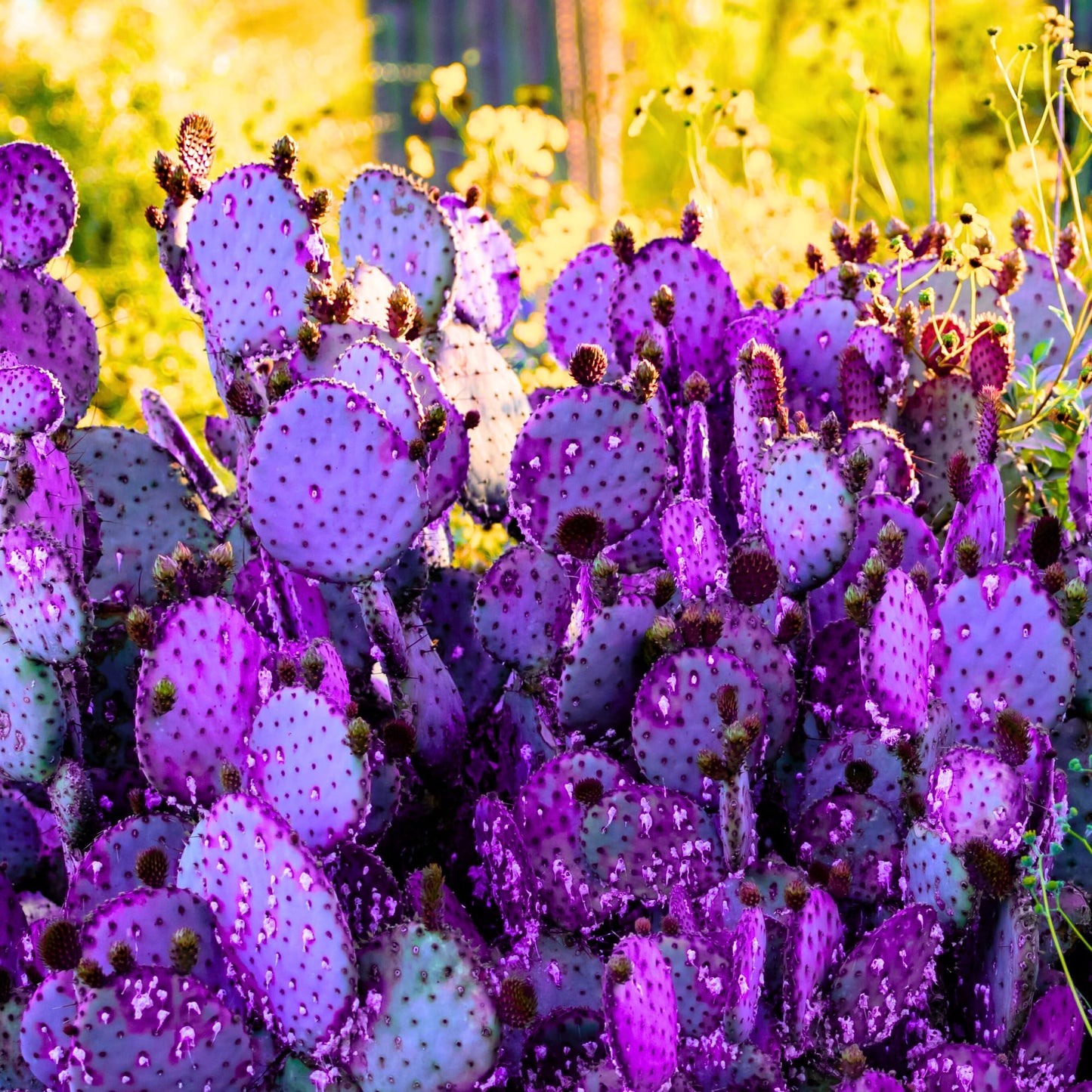 Purple Prickly Pear Cactus Plant Live, Cactus Succulent for Home Decor 6–8 Inch Tall, Cold Hardy, Indoor Outdoor Planting